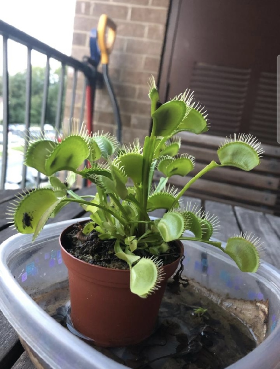 A potted Venus flytrap with bright green traps